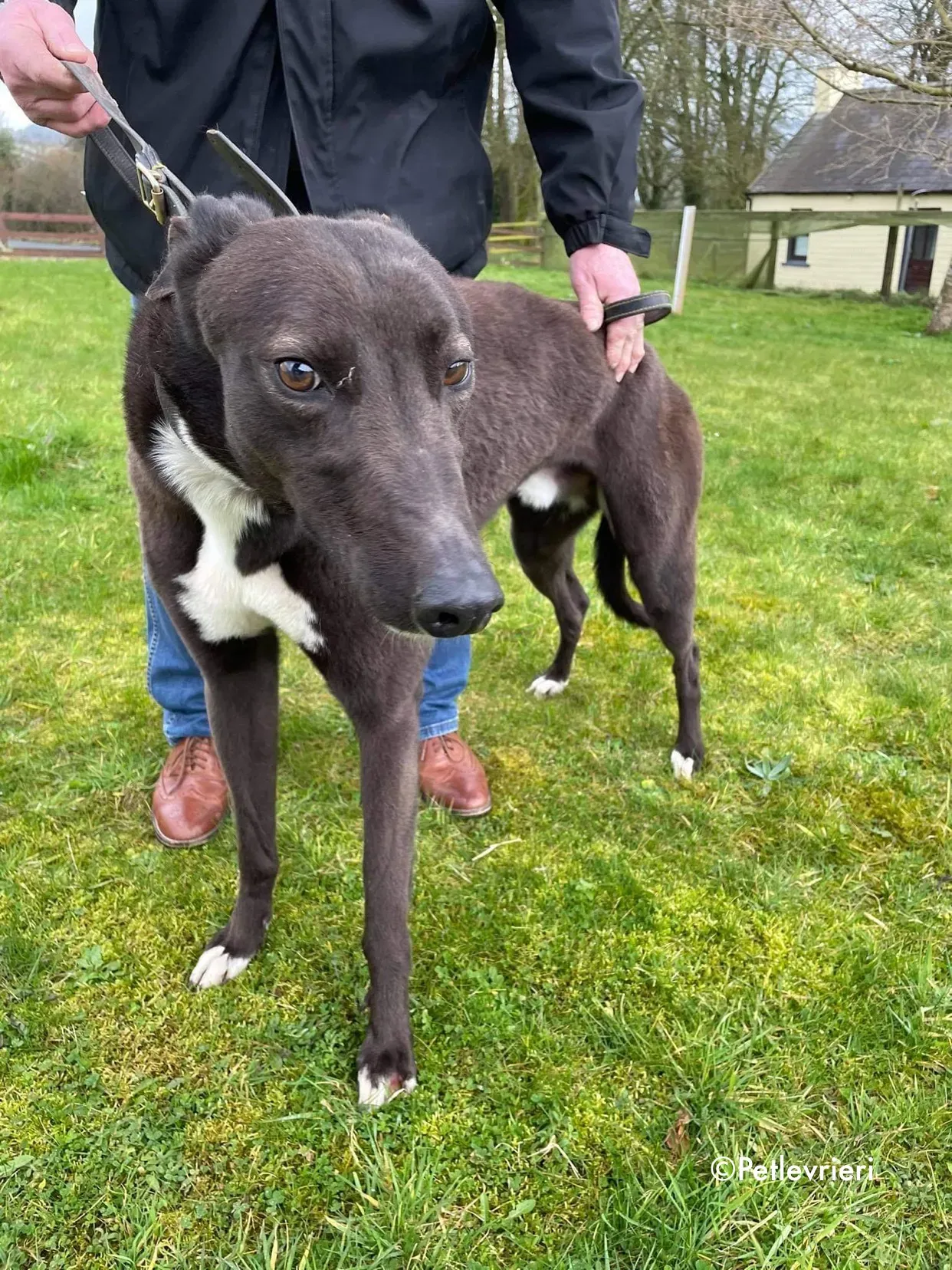 joe adozione levrieri greyhound 8