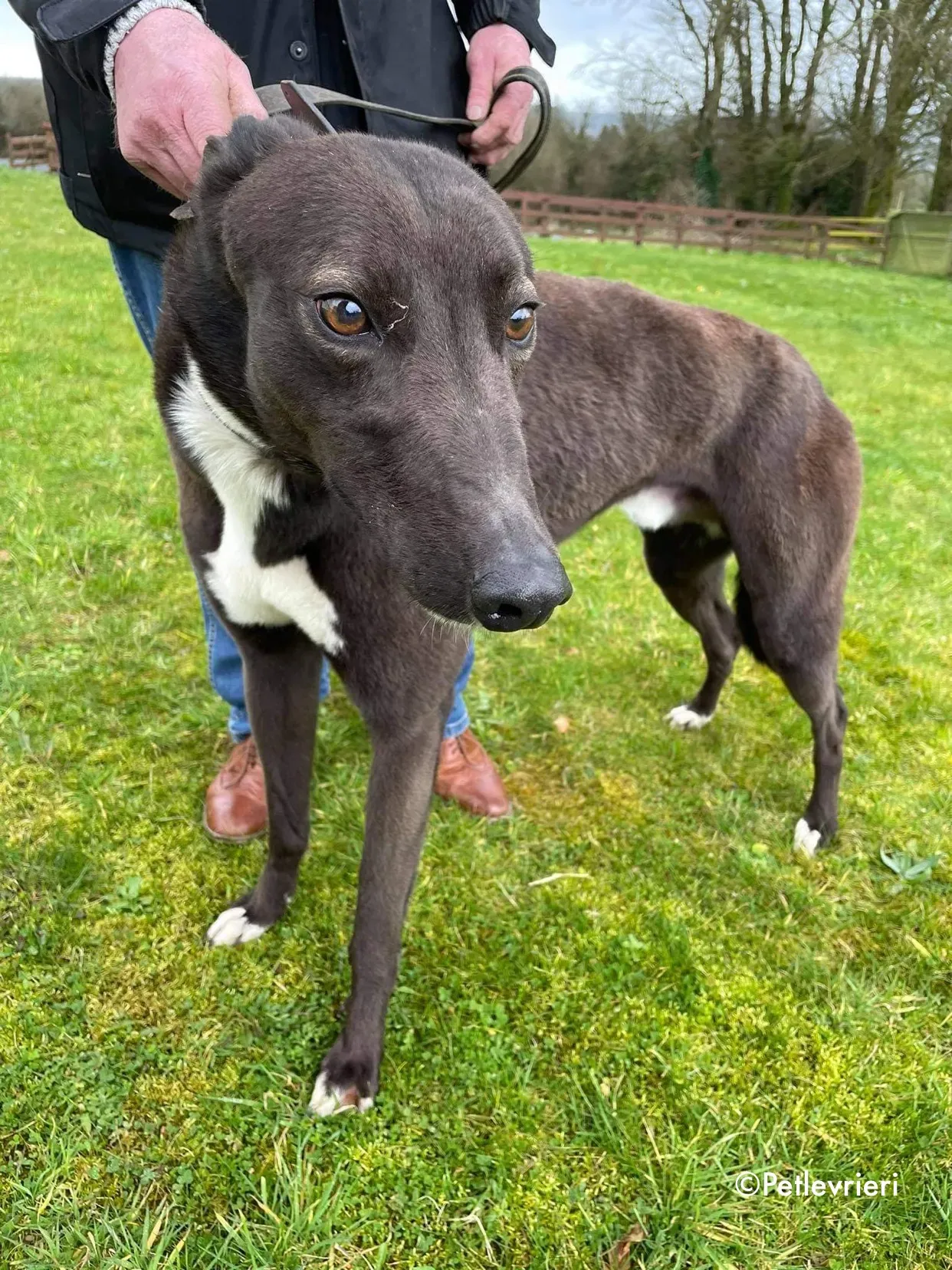 joe adozione levrieri greyhound 3