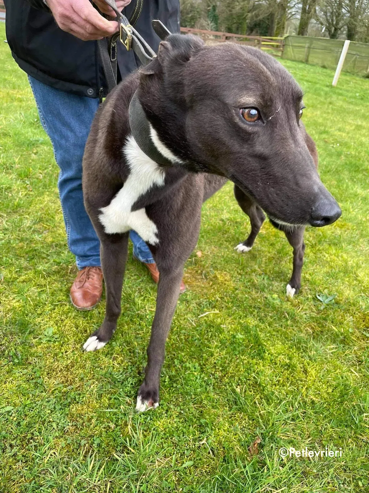 joe adozione levrieri greyhound 4