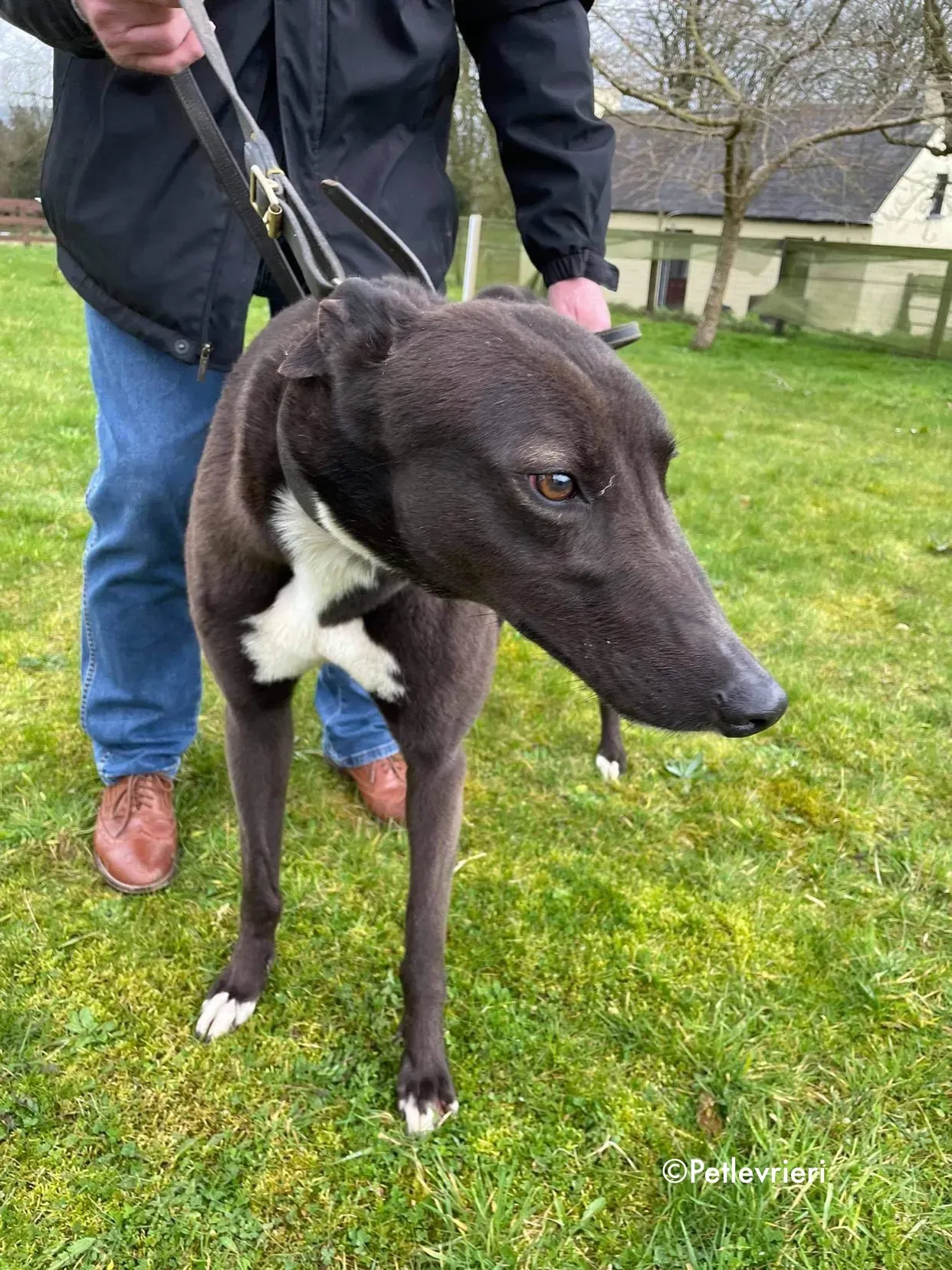 joe adozione levrieri greyhound 6