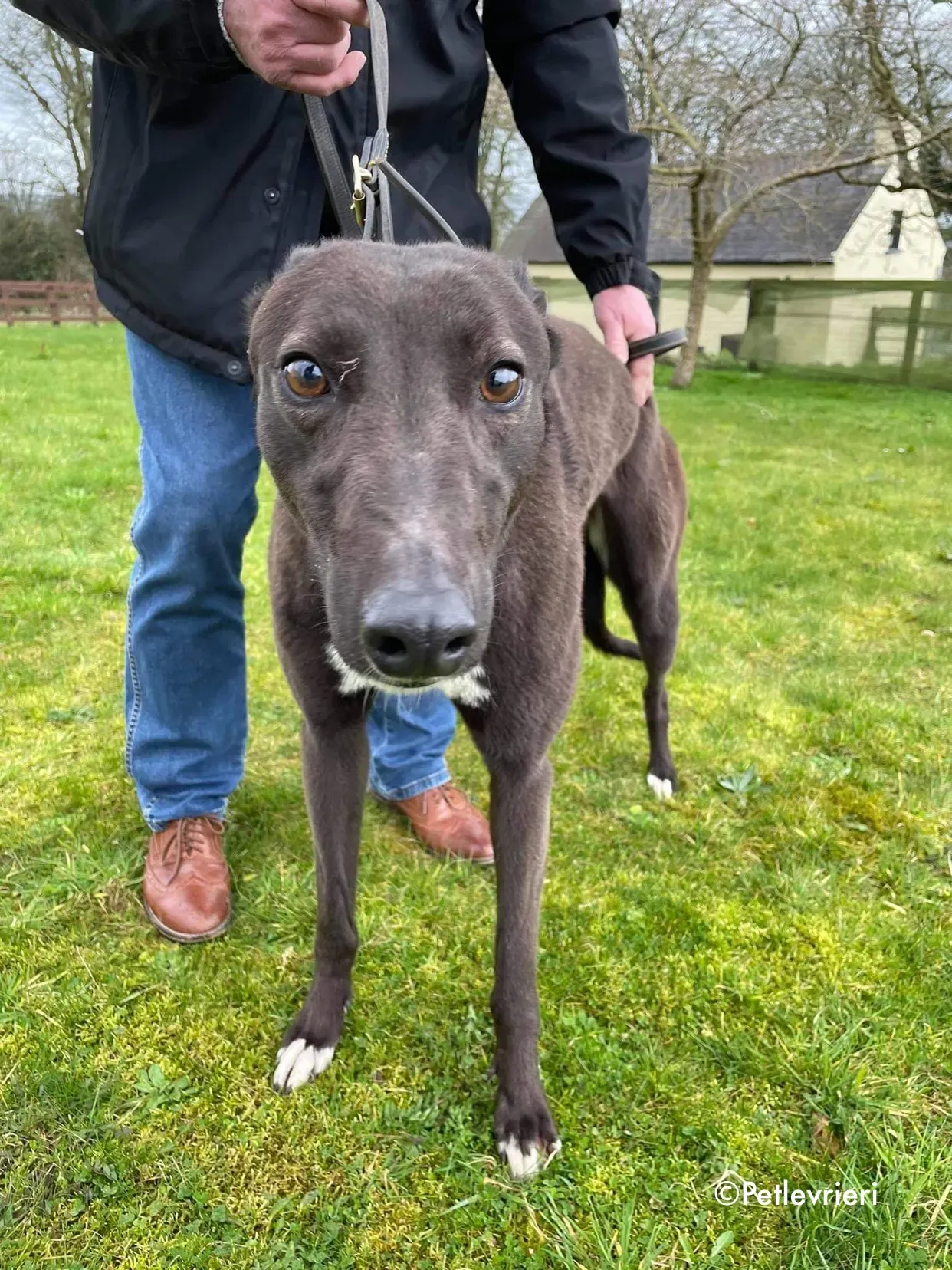 joe adozione levrieri greyhound 7