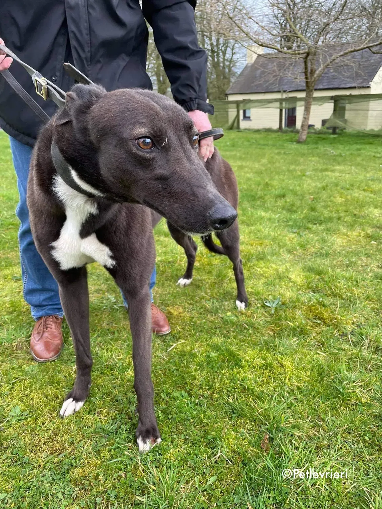 joe adozione levrieri greyhound 9