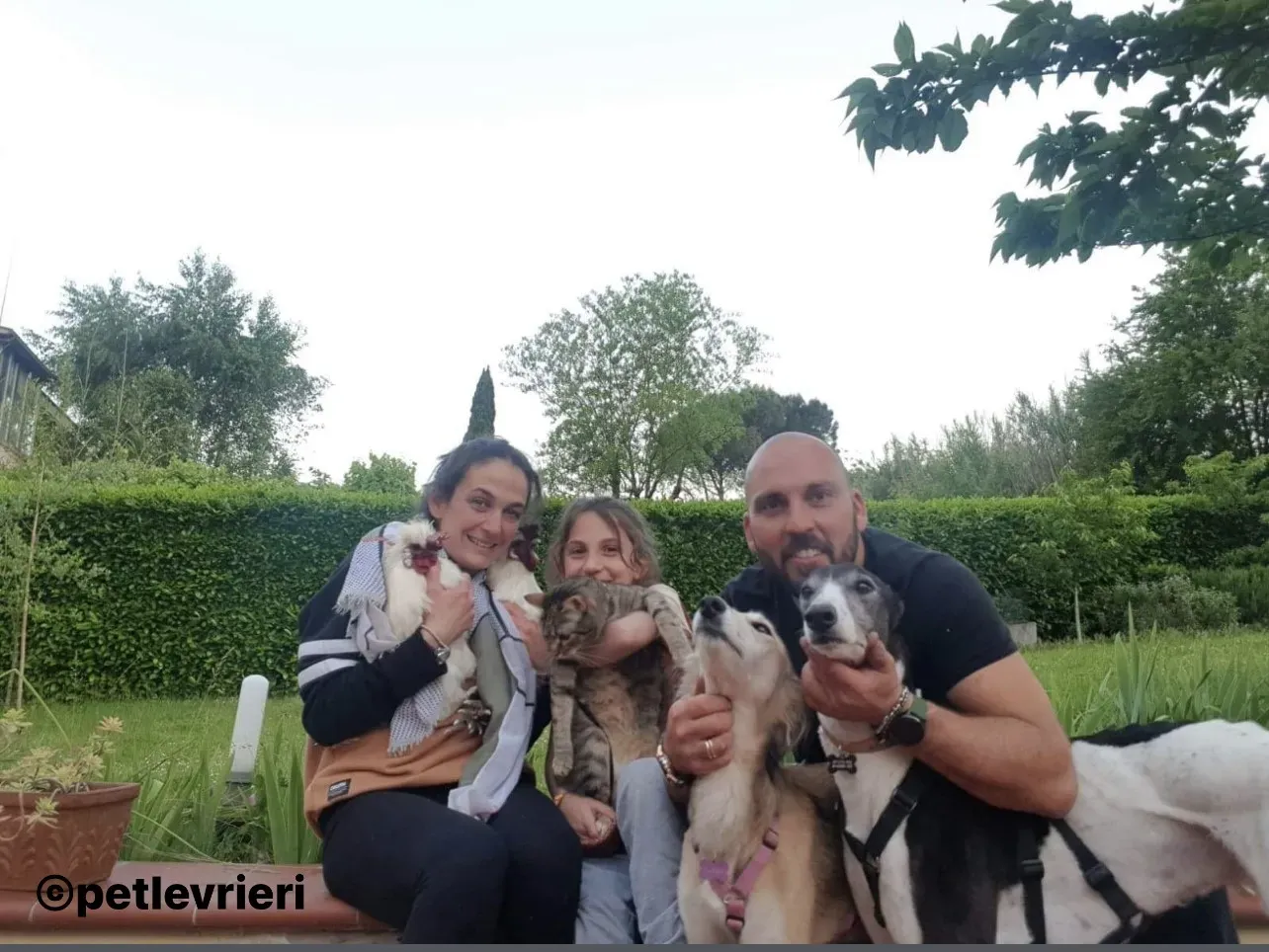 jojo greyhound pet levrieri felici casa