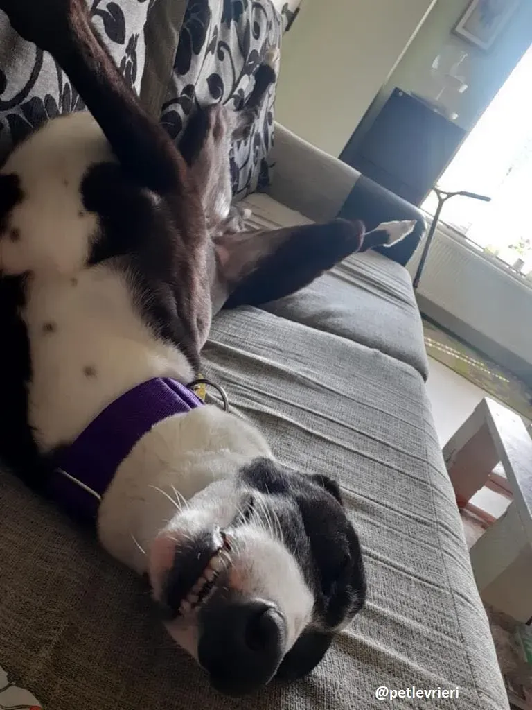 joker adozione greyhound1