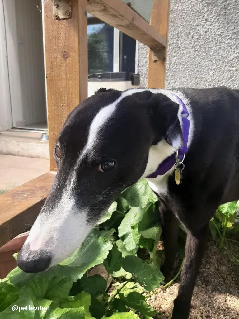 joker adozione greyhound2