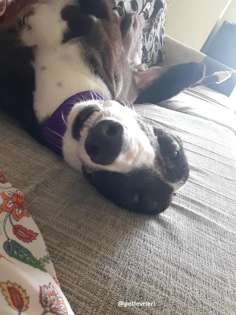 joker adozione greyhound3