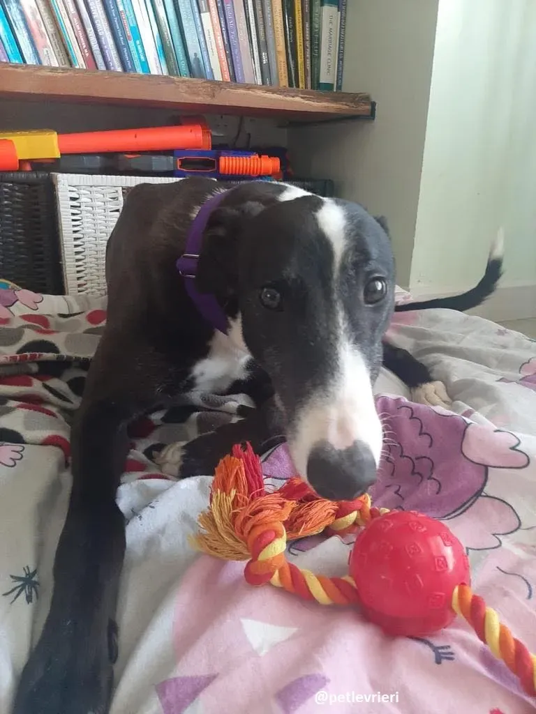 joker adozione greyhound4