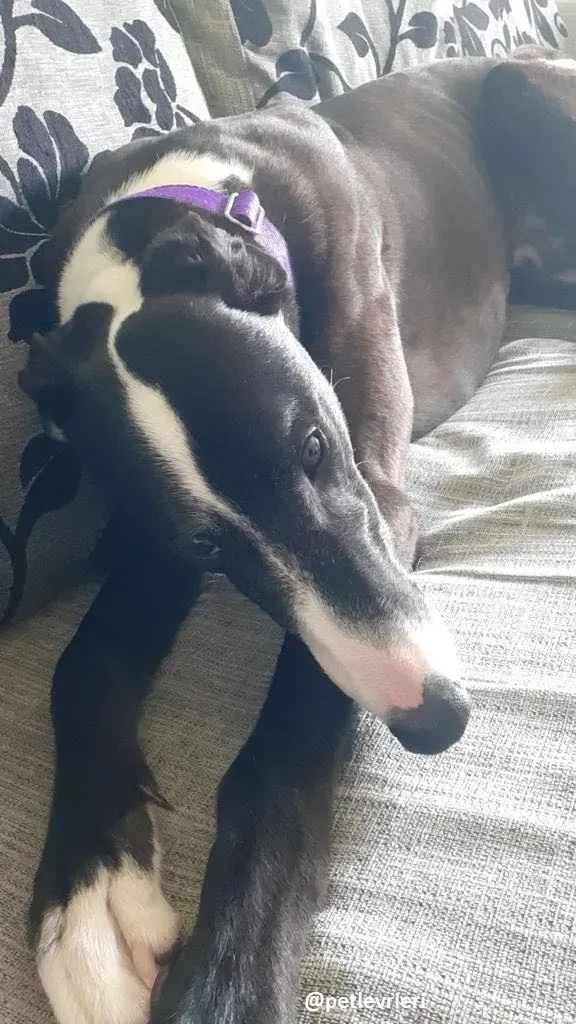 joker adozione greyhound5