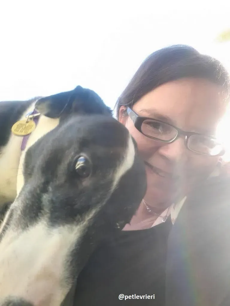 joker adozione greyhound6