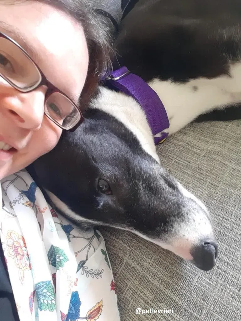 joker adozione greyhound7