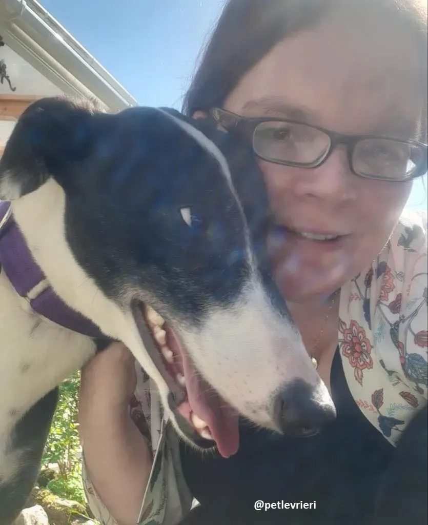 joker adozione greyhound8