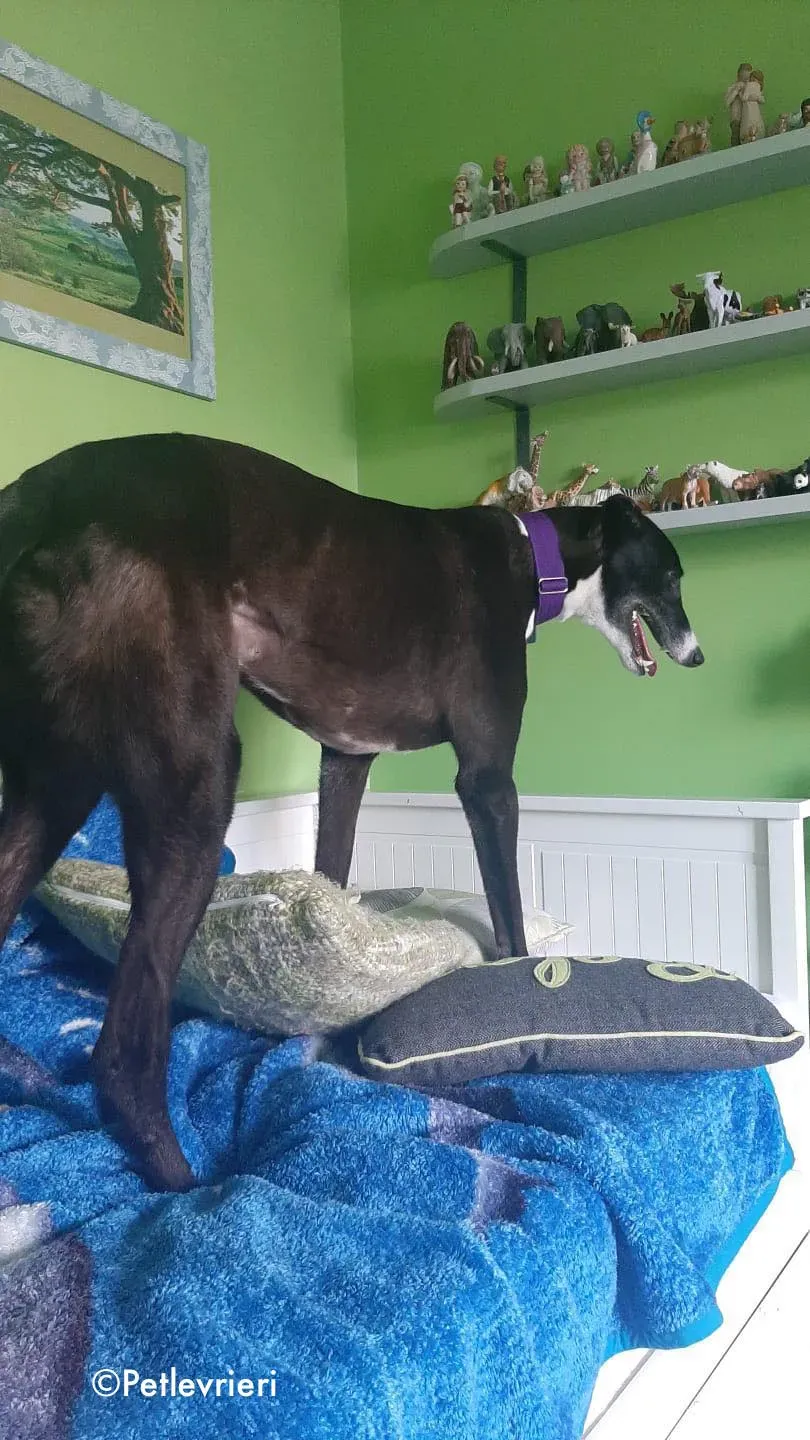 joker adozione levrieri greyhound 1 1