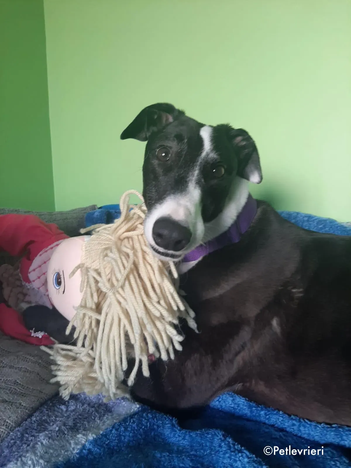 joker adozione levrieri greyhound 2 1