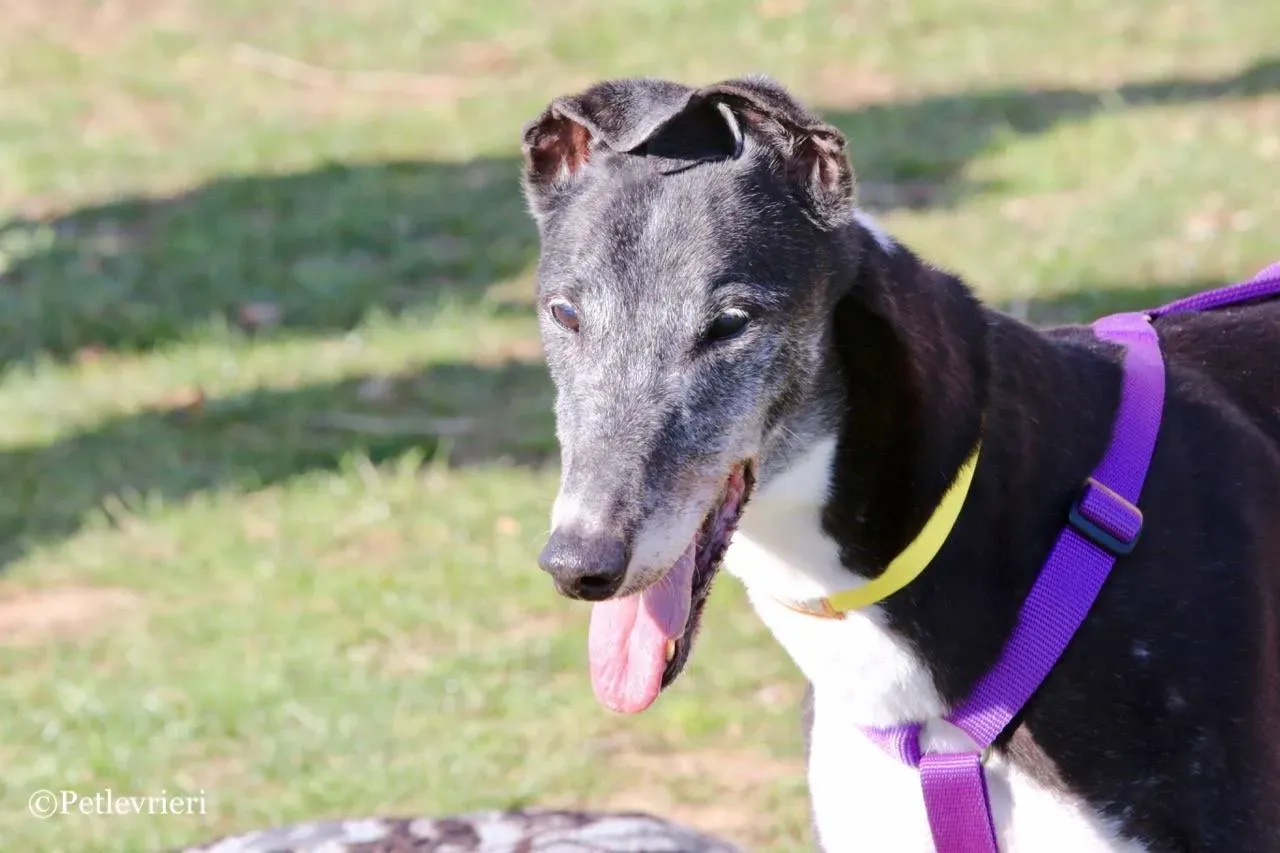 jollie adozione greyhound macao 1 1