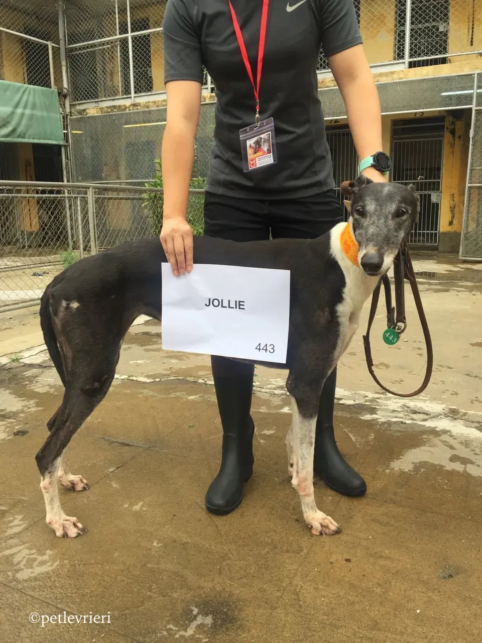 jollie adozione greyhound macao 1