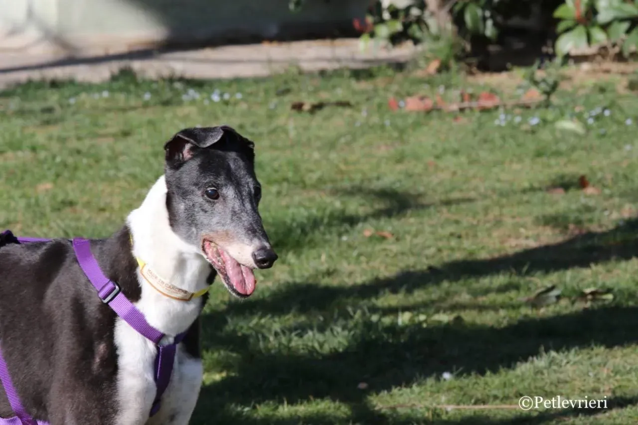 jollie adozione greyhound macao 10