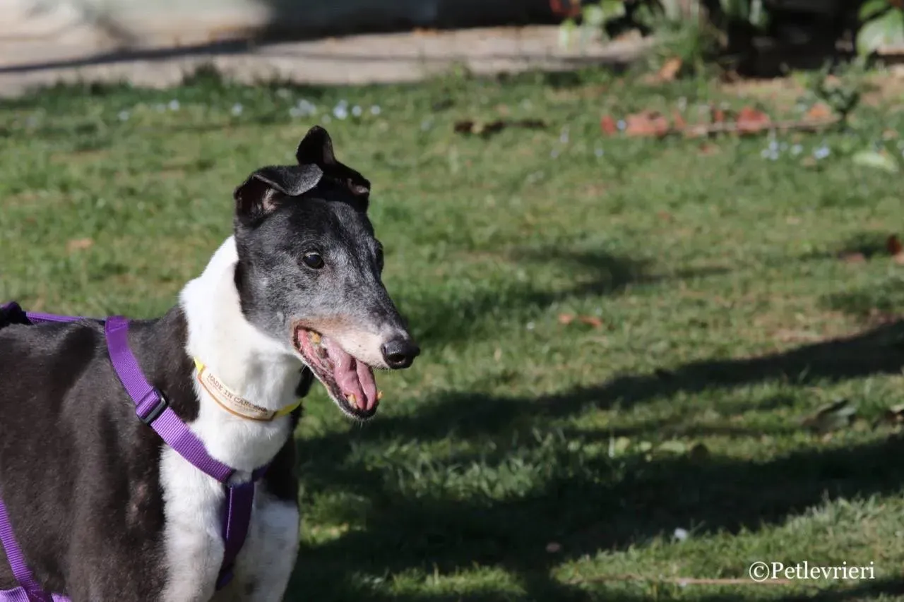 jollie adozione greyhound macao 11