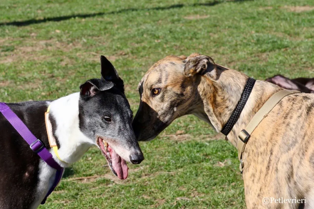 jollie adozione greyhound macao 12