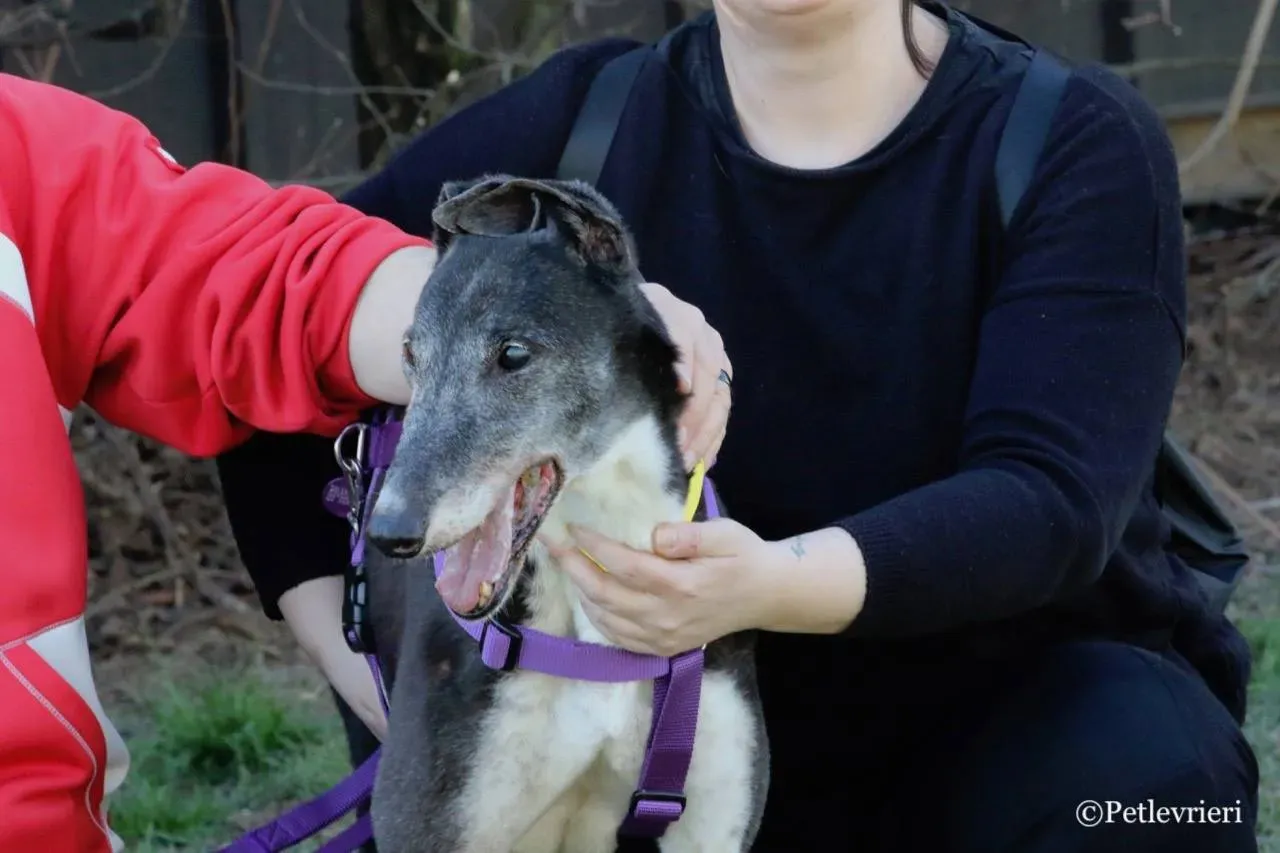 jollie adozione greyhound macao 15