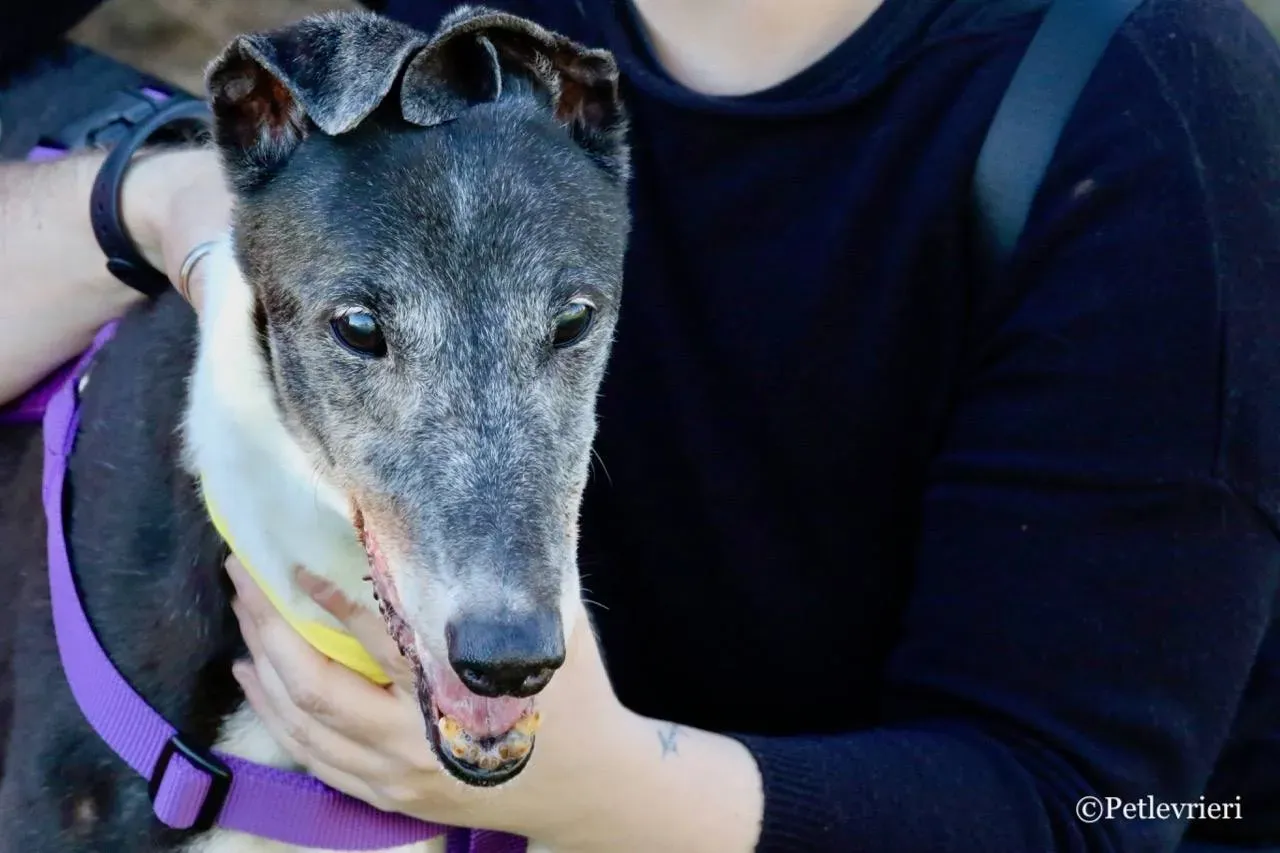 jollie adozione greyhound macao 16