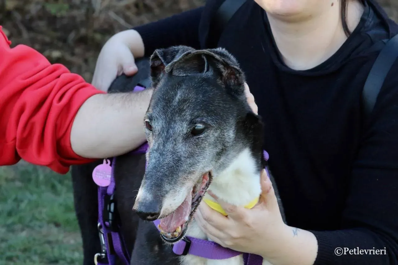 jollie adozione greyhound macao 17