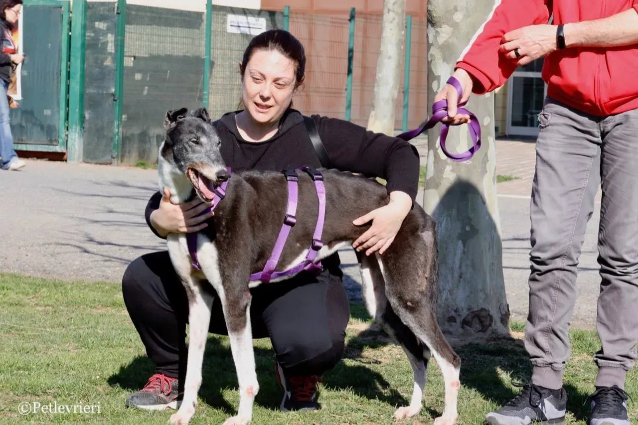 jollie adozione greyhound macao 18