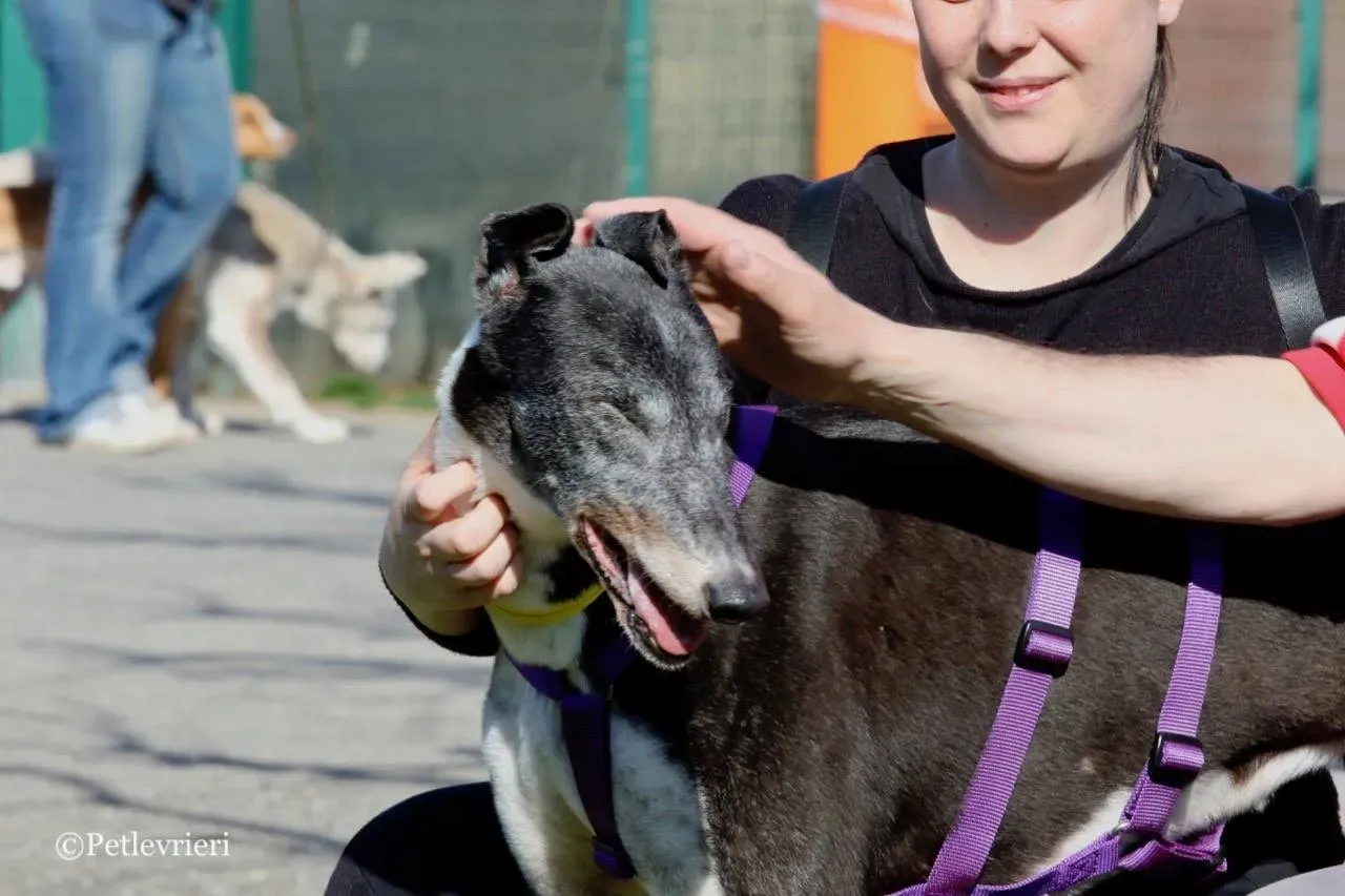 jollie adozione greyhound macao 19
