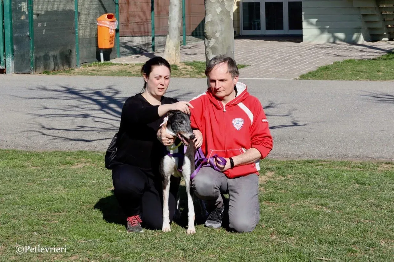 jollie adozione greyhound macao 2 1