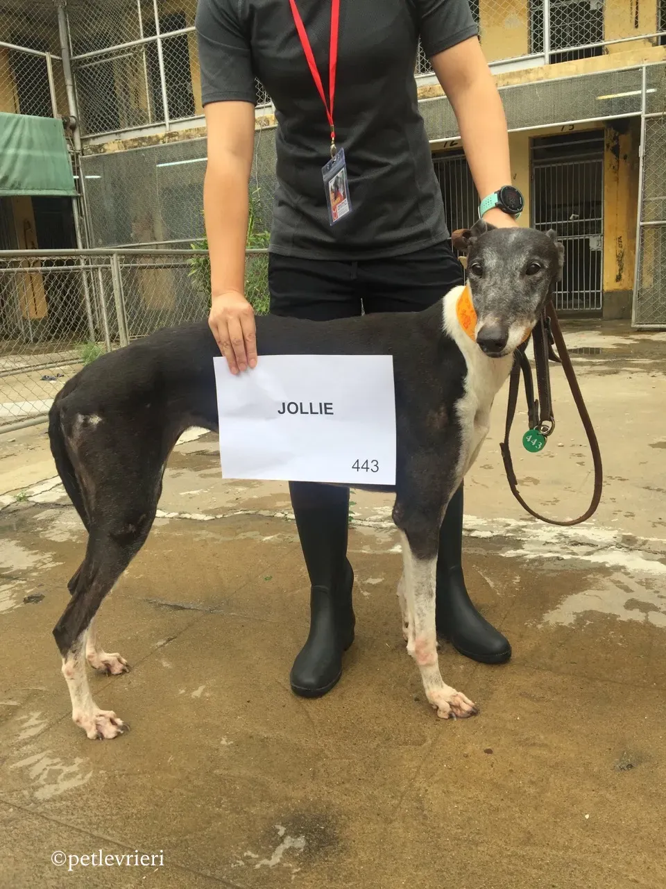 jollie adozione greyhound macao 2