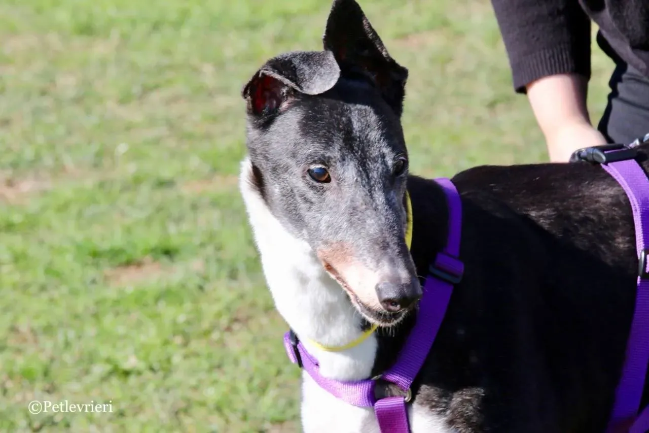 jollie adozione greyhound macao 20