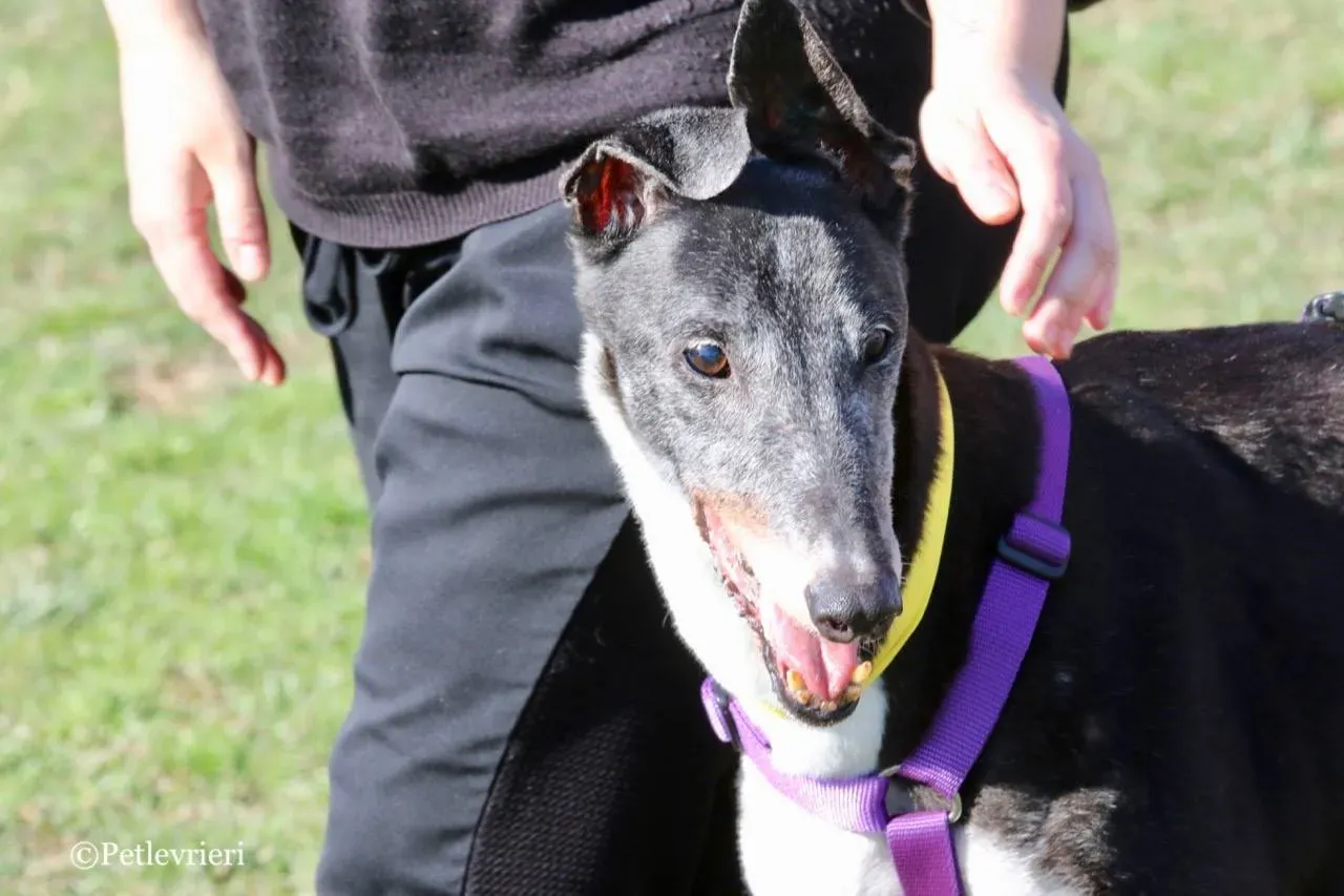 jollie adozione greyhound macao 21