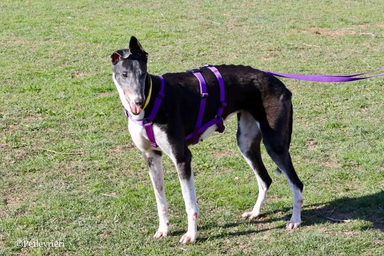 jollie adozione greyhound macao 22