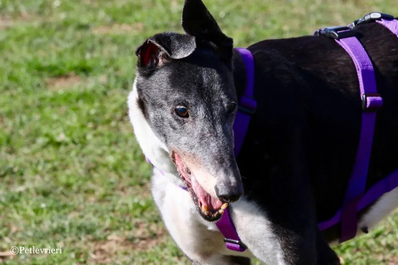 jollie adozione greyhound macao 23