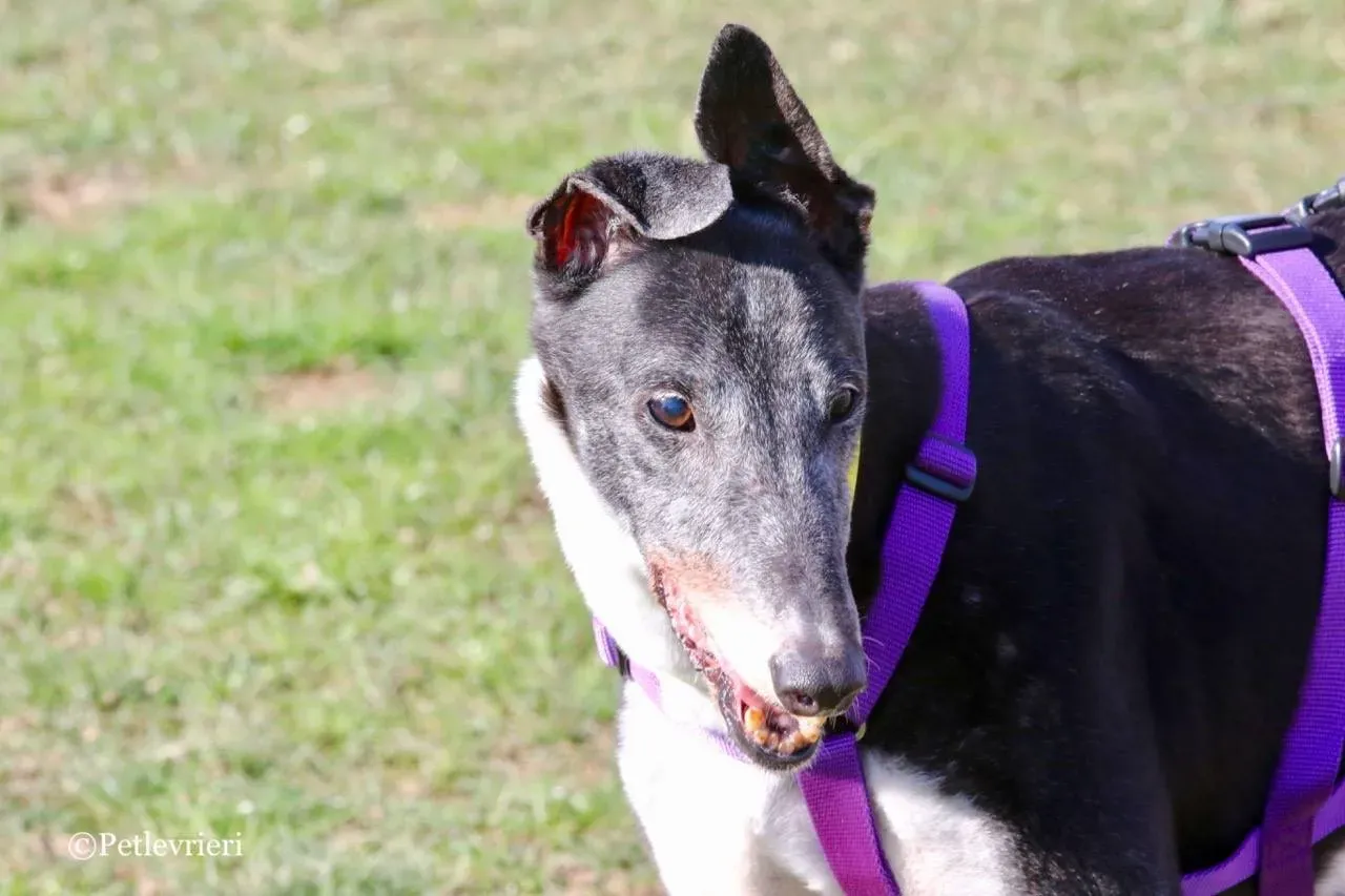 jollie adozione greyhound macao 24