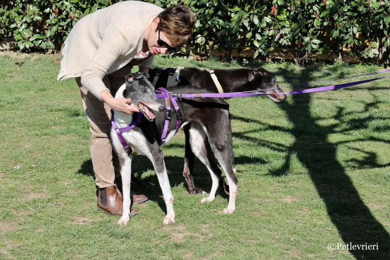 jollie adozione greyhound macao 25