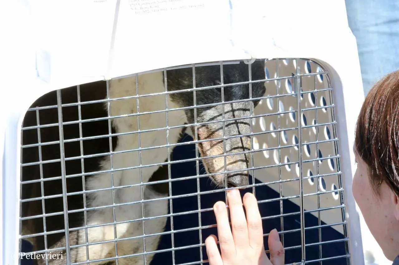 jollie adozione greyhound macao 26