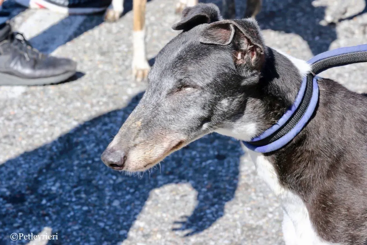 jollie adozione greyhound macao 27