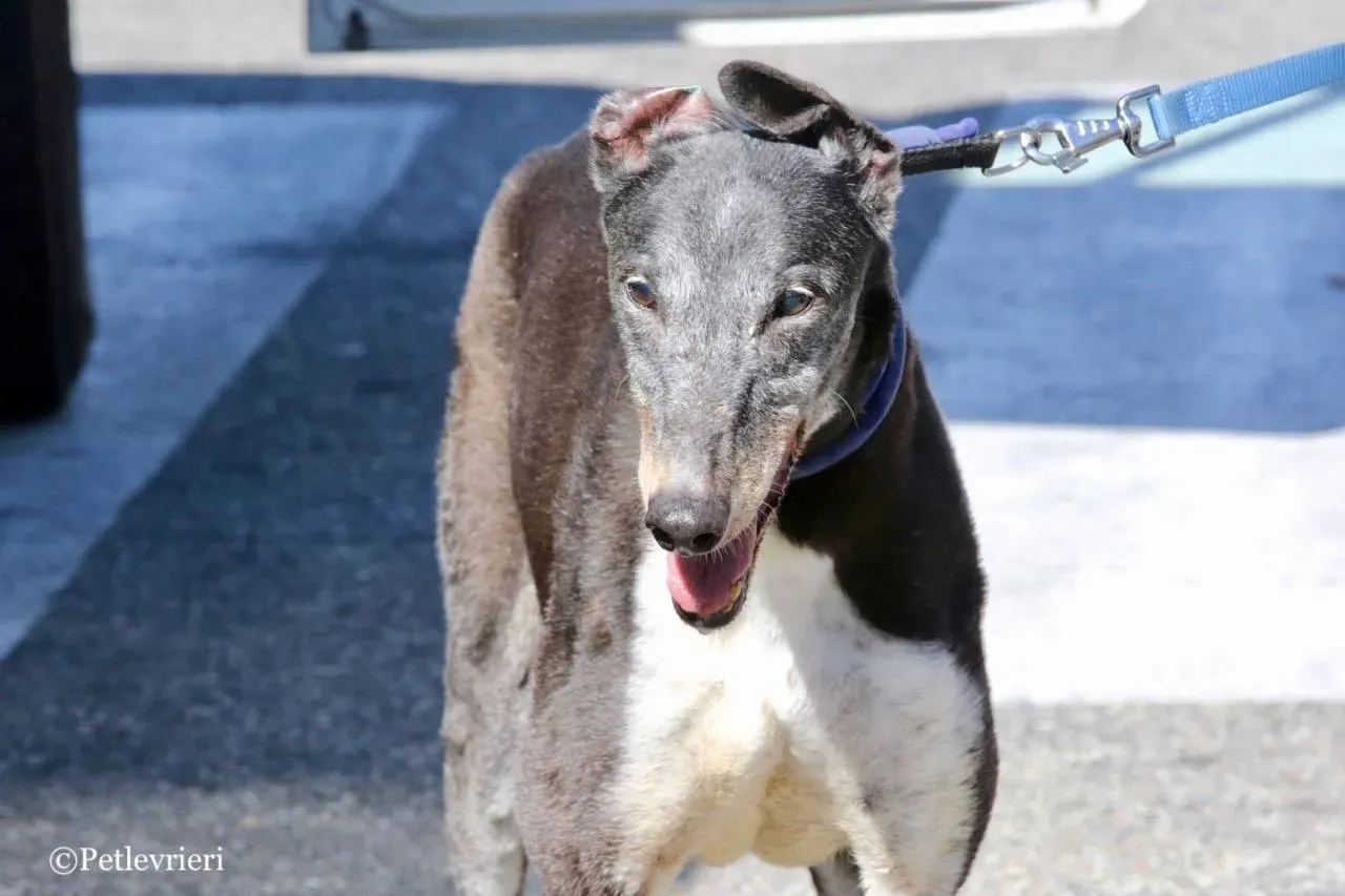 jollie adozione greyhound macao 29