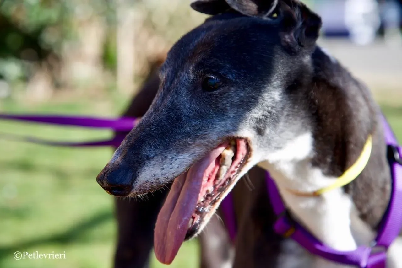 jollie adozione greyhound macao 3 1