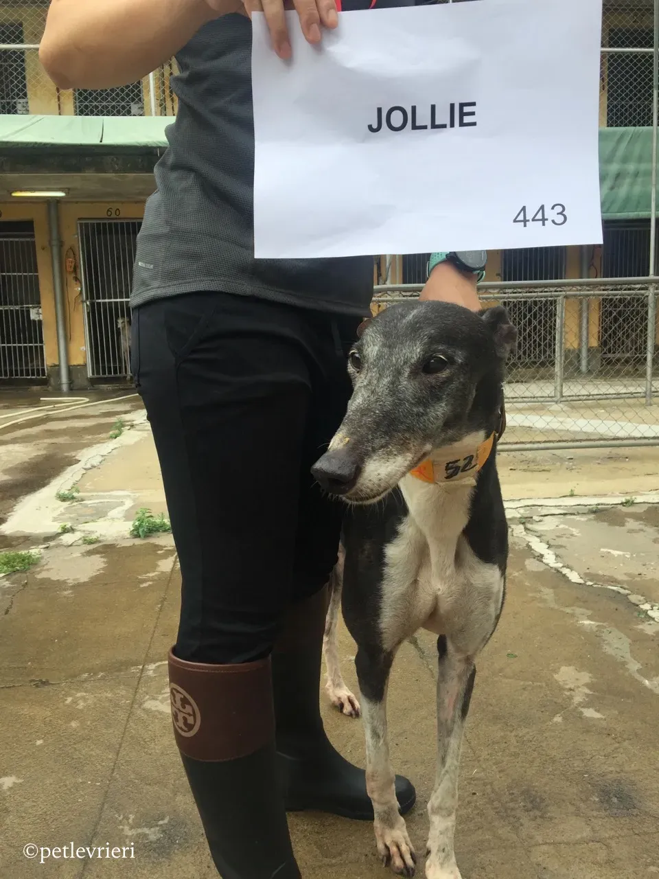 jollie adozione greyhound macao 3