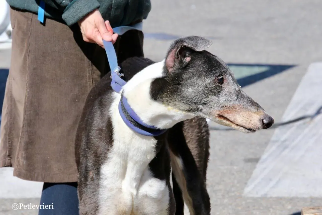 jollie adozione greyhound macao 30
