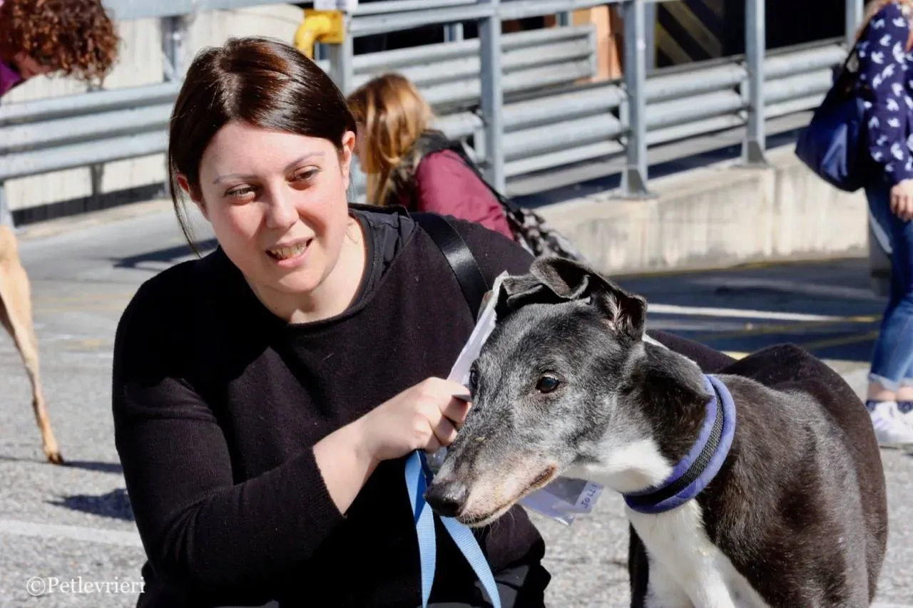 jollie adozione greyhound macao 31