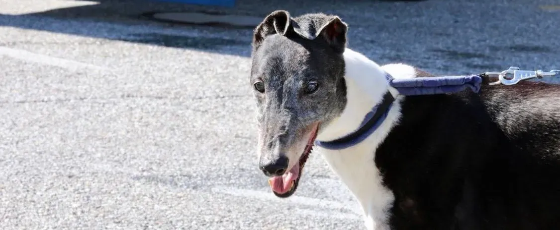 jollie adozione greyhound macao 32 e1552685054549