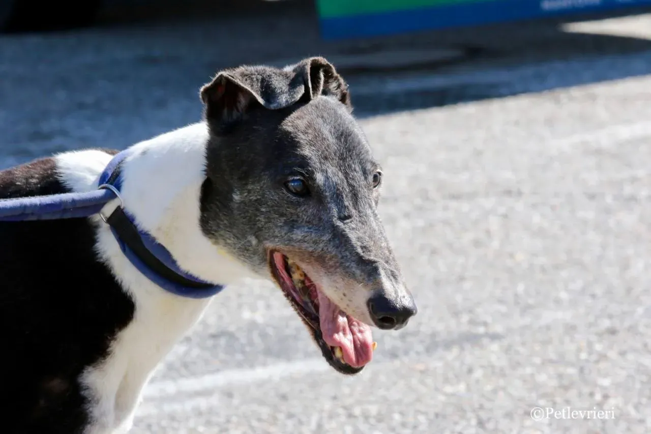 jollie adozione greyhound macao 33