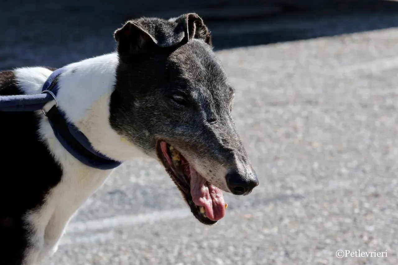 jollie adozione greyhound macao 34