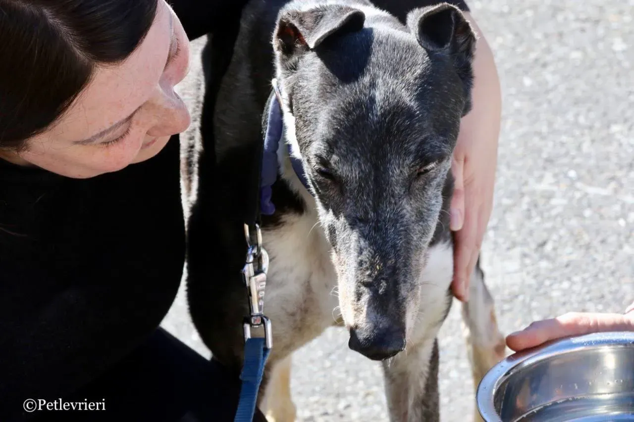 jollie adozione greyhound macao 35