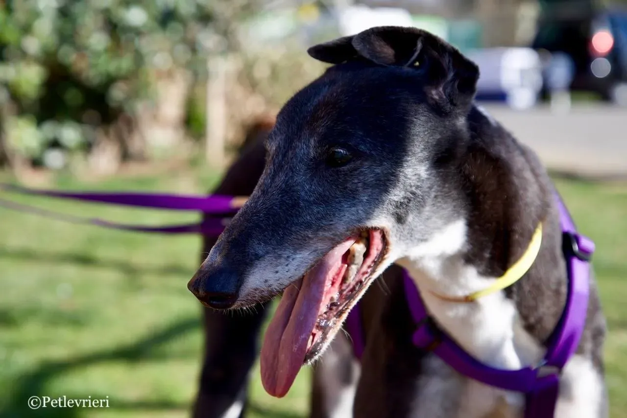 jollie adozione greyhound macao 4 1