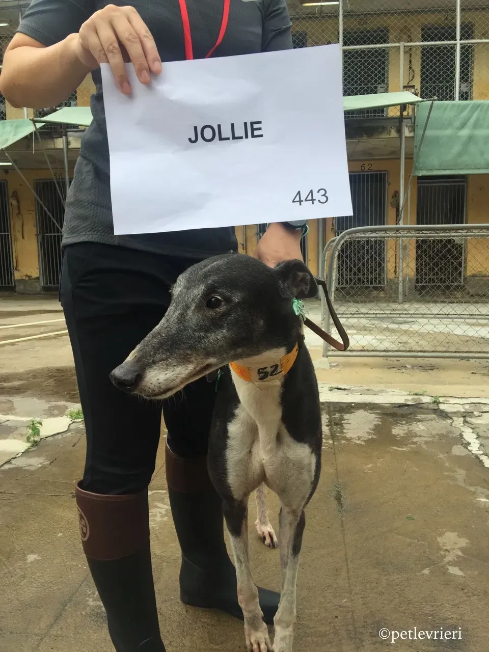 jollie adozione greyhound macao 4