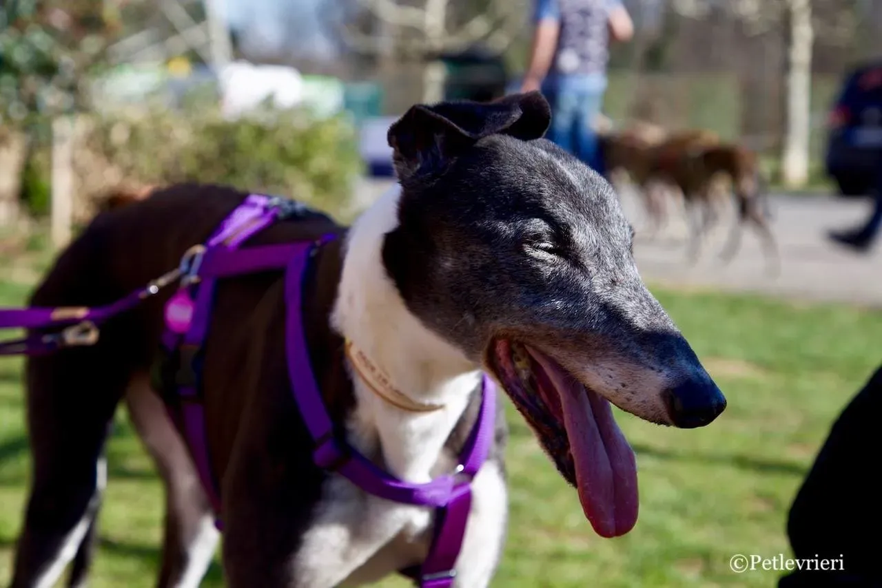 jollie adozione greyhound macao 5 1