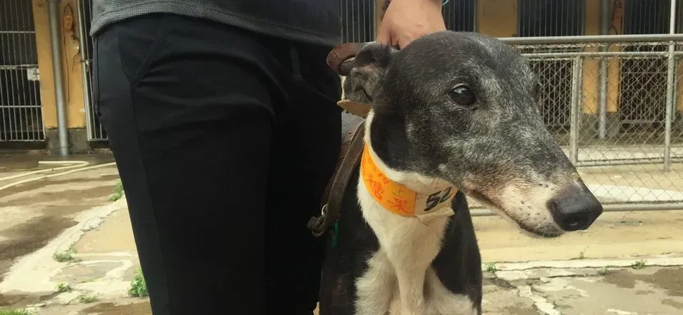 jollie adozione greyhound macao 5 e1544702653325